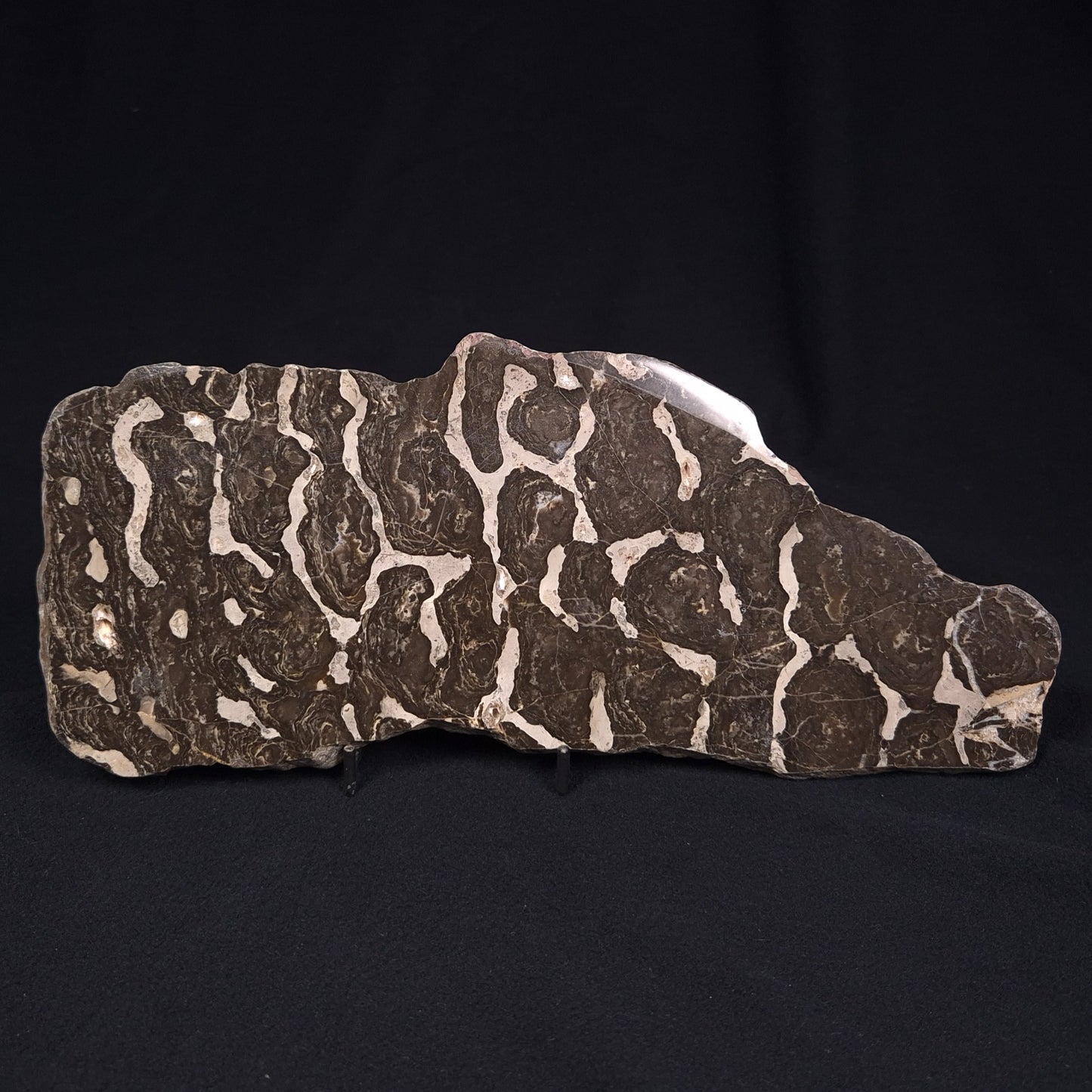LINELLA AVIS STROMATOLITE, Proterozoic, Australia ZLA001