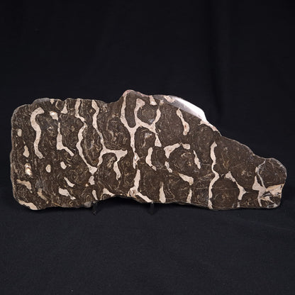 LINELLA AVIS STROMATOLITE, Proterozoic, Australia ZLA001