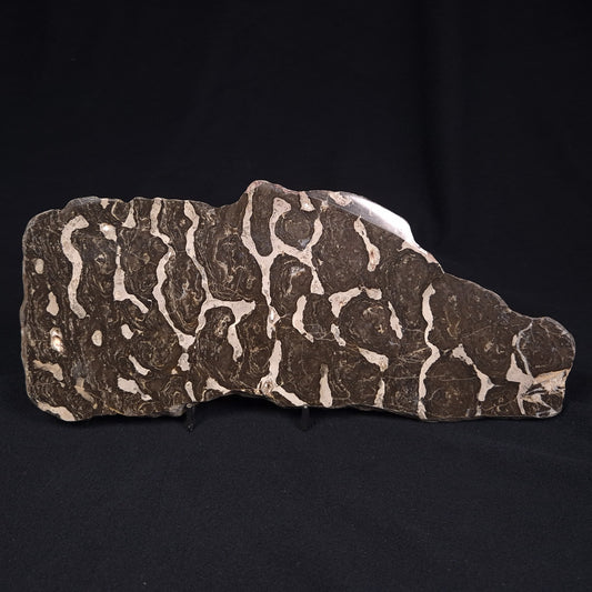 LINELLA AVIS STROMATOLITE, Proterozoic, Australia ZLA001