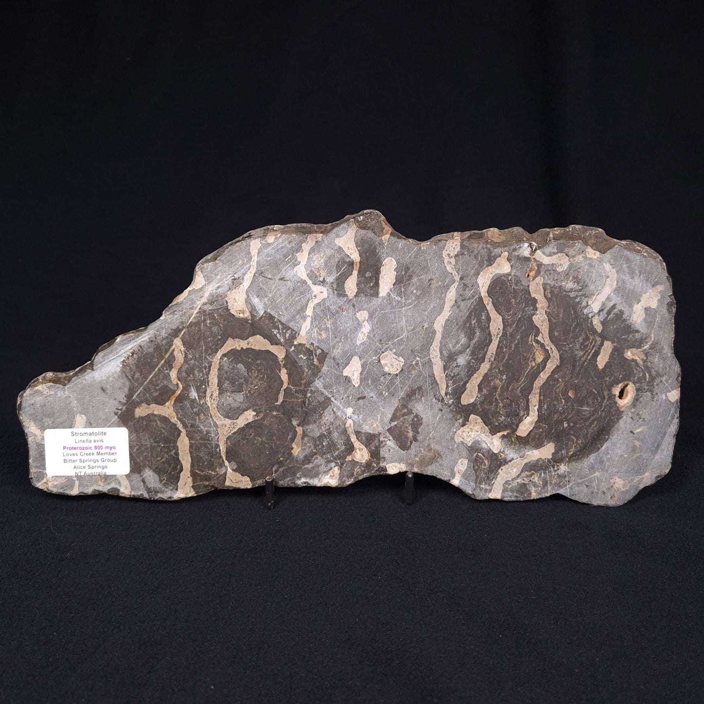 LINELLA AVIS STROMATOLITE, Proterozoic, Australia ZLA001