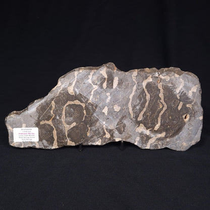 LINELLA AVIS STROMATOLITE, Proterozoic, Australia ZLA001