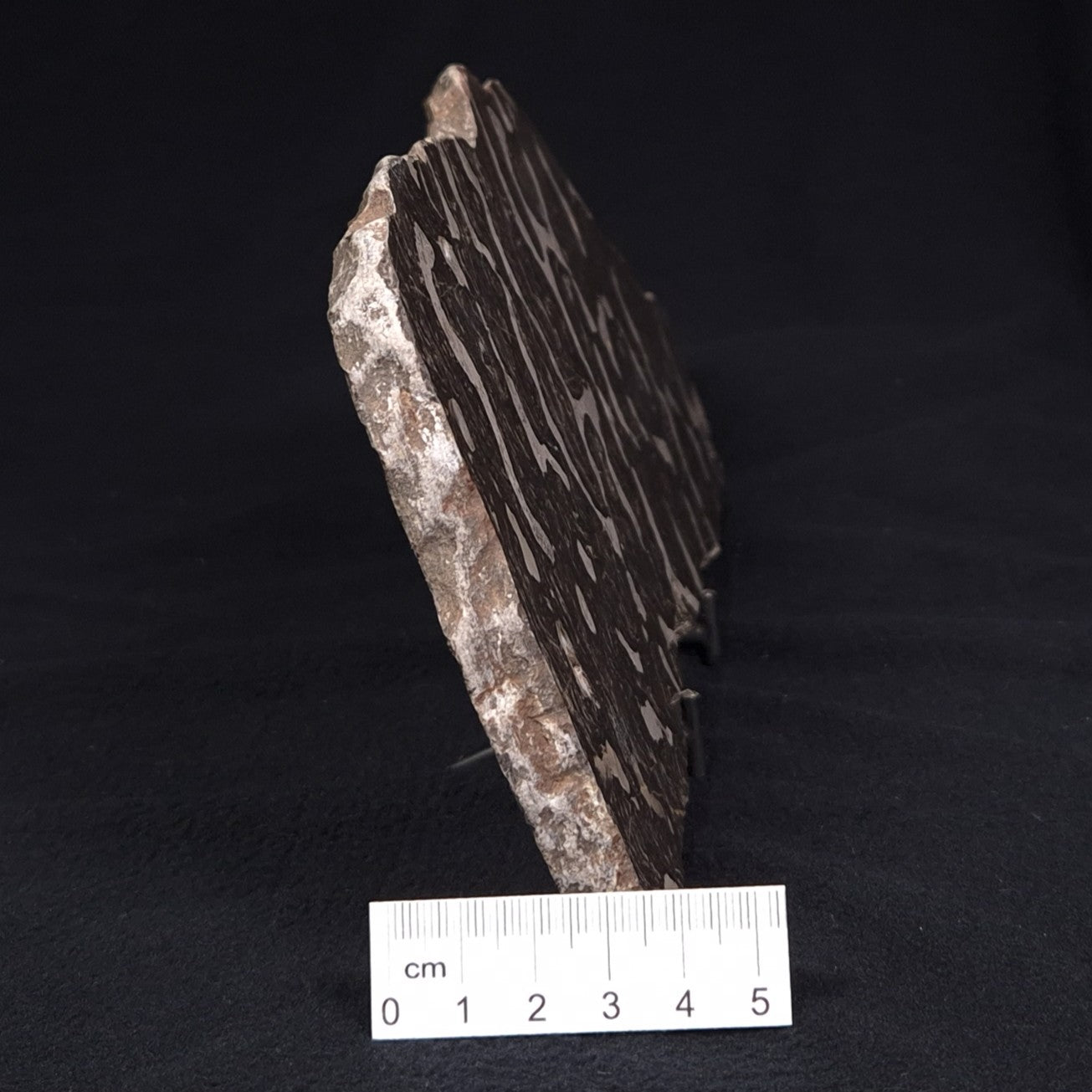 LINELLA AVIS STROMATOLITE, Proterozoic, Australia ZLA001