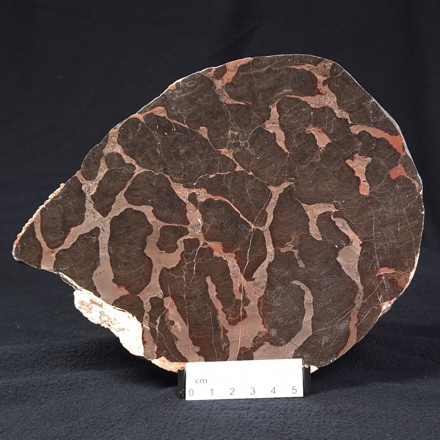 LINELLA AVIS STROMATOLITE, Proterozoic, Australia ZLA002