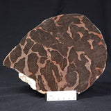 LINELLA AVIS STROMATOLITE, Proterozoic, Australia ZLA002