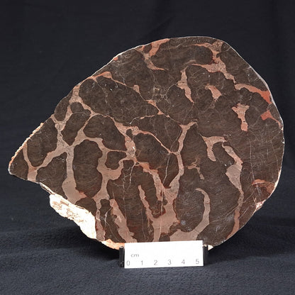 LINELLA AVIS STROMATOLITE, Proterozoic, Australia ZLA002