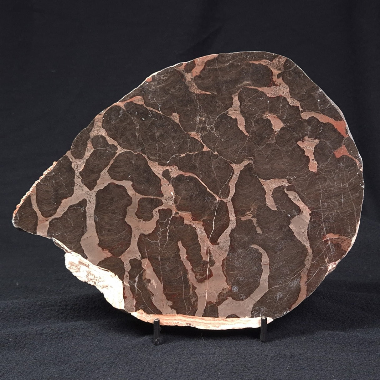 LINELLA AVIS STROMATOLITE, Proterozoic, Australia ZLA002
