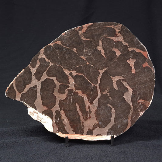 LINELLA AVIS STROMATOLITE, Proterozoic, Australia ZLA002