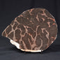LINELLA AVIS STROMATOLITE, Proterozoic, Australia ZLA002