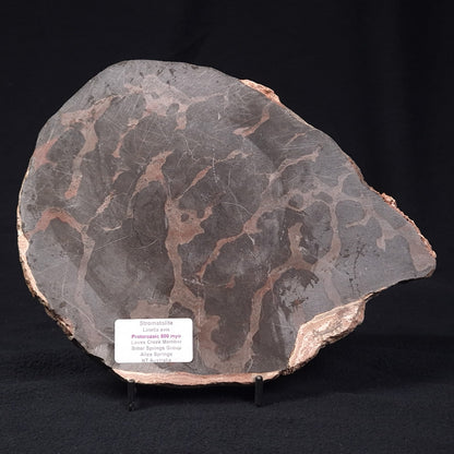 LINELLA AVIS STROMATOLITE, Proterozoic, Australia ZLA002