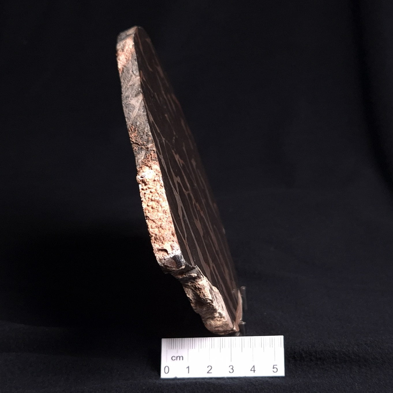 LINELLA AVIS STROMATOLITE, Proterozoic, Australia ZLA002