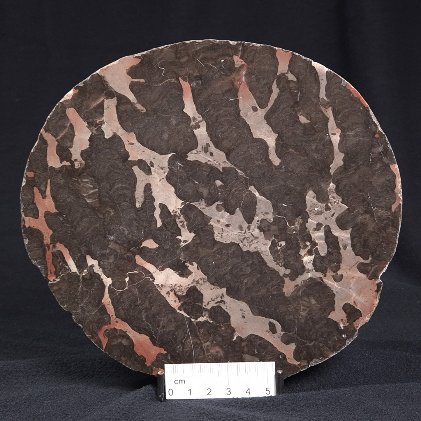 LINELLA AVIS STROMATOLITE, Proterozoic, Australia ZLA003