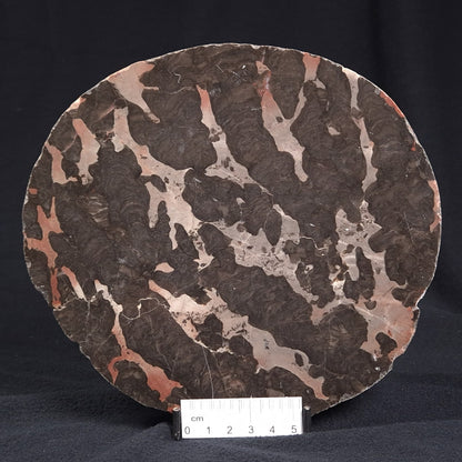 LINELLA AVIS STROMATOLITE, Proterozoic, Australia ZLA003