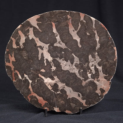 LINELLA AVIS STROMATOLITE, Proterozoic, Australia ZLA003