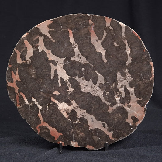 LINELLA AVIS STROMATOLITE, Proterozoic, Australia ZLA003