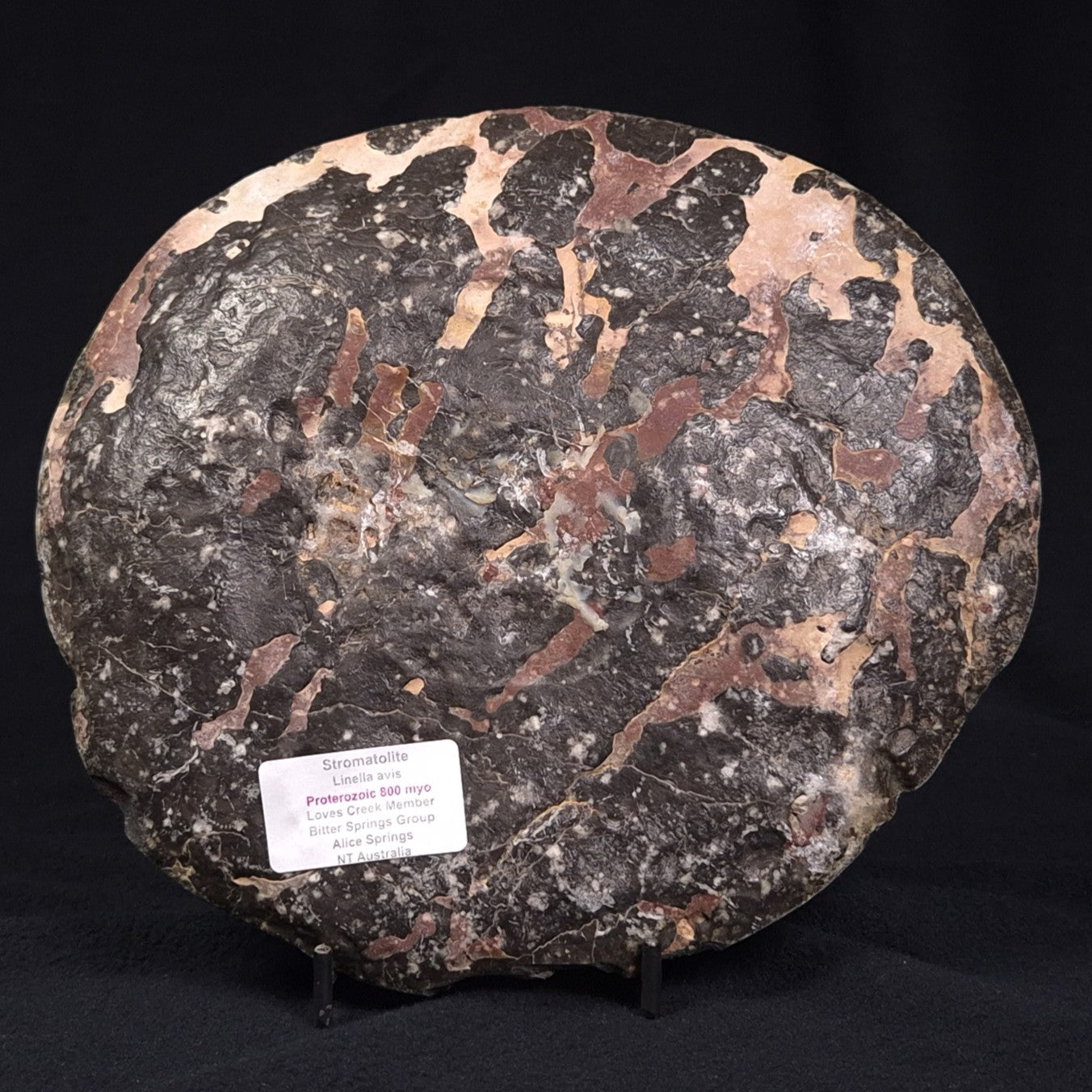 LINELLA AVIS STROMATOLITE, Proterozoic, Australia ZLA003