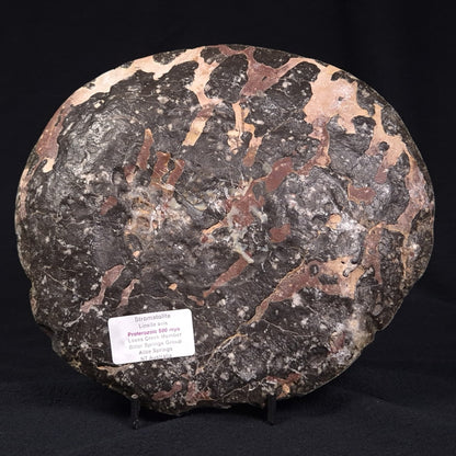 LINELLA AVIS STROMATOLITE, Proterozoic, Australia ZLA003