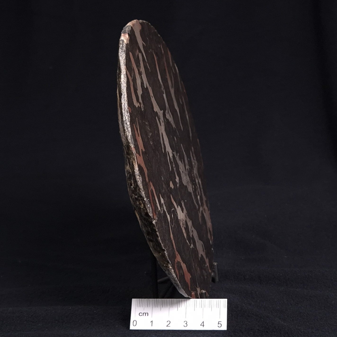 LINELLA AVIS STROMATOLITE, Proterozoic, Australia ZLA003