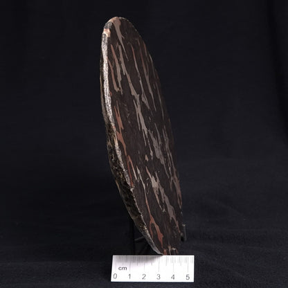 LINELLA AVIS STROMATOLITE, Proterozoic, Australia ZLA003
