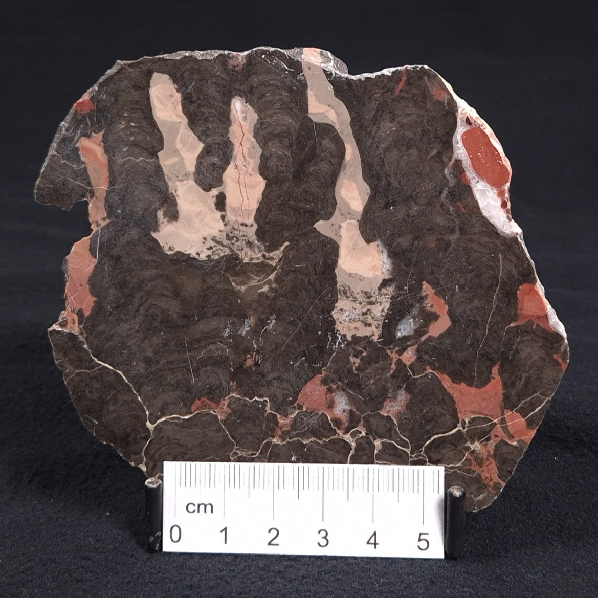 LINELLA AVIS STROMATOLITE, Proterozoic, Australia ZLA004