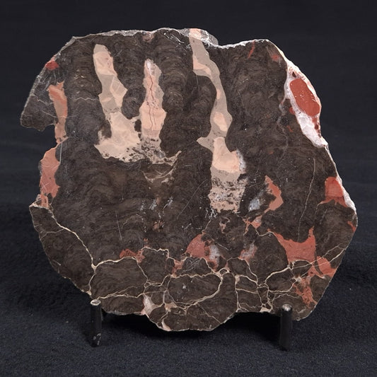 LINELLA AVIS STROMATOLITE, Proterozoic, Australia ZLA004