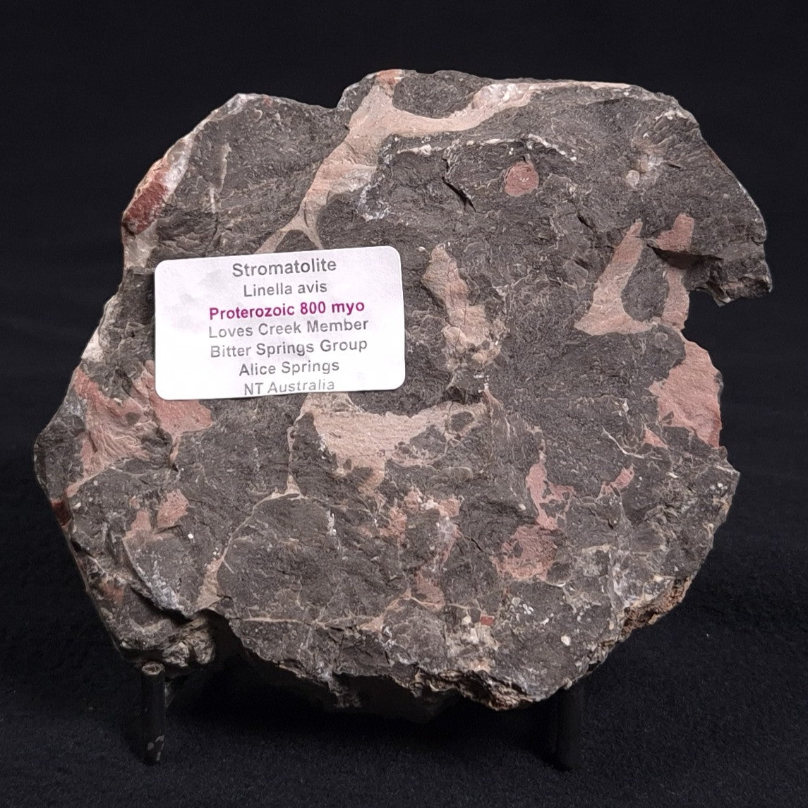 LINELLA AVIS STROMATOLITE, Proterozoic, Australia ZLA004