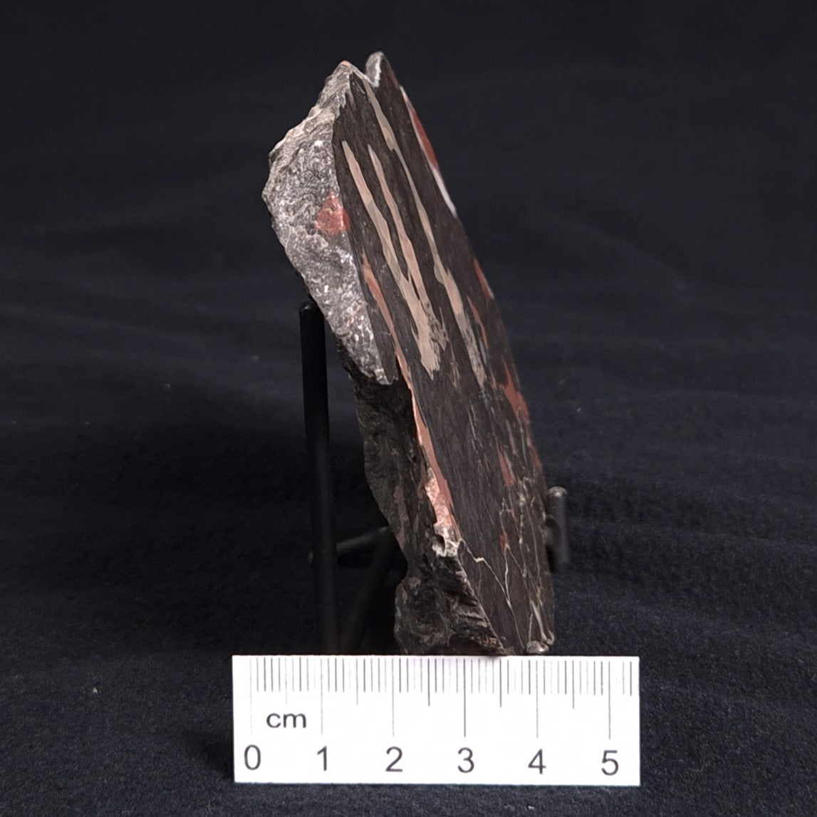 LINELLA AVIS STROMATOLITE, Proterozoic, Australia ZLA004
