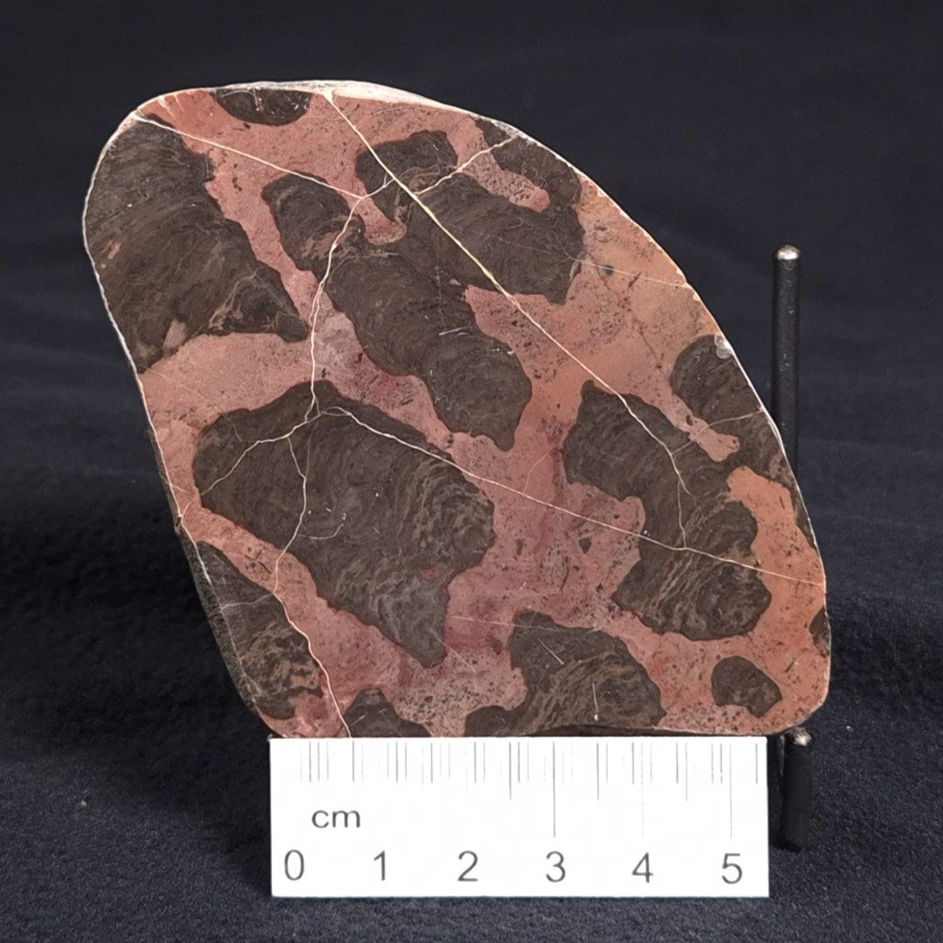 LINELLA AVIS STROMATOLITE, Proterozoic, Australia ZLA005