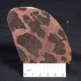 LINELLA AVIS STROMATOLITE, Proterozoic, Australia ZLA005