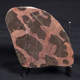 LINELLA AVIS STROMATOLITE, Proterozoic, Australia ZLA005