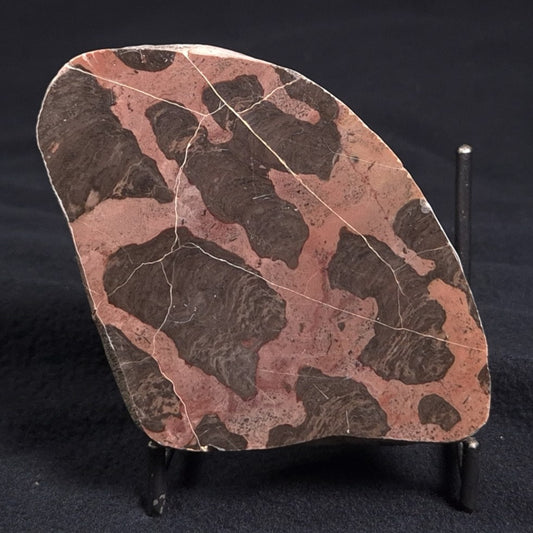 LINELLA AVIS STROMATOLITE, Proterozoic, Australia ZLA005