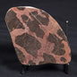 LINELLA AVIS STROMATOLITE, Proterozoic, Australia ZLA005