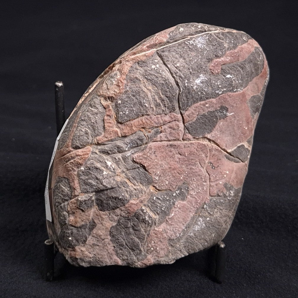 LINELLA AVIS STROMATOLITE, Proterozoic, Australia ZLA005