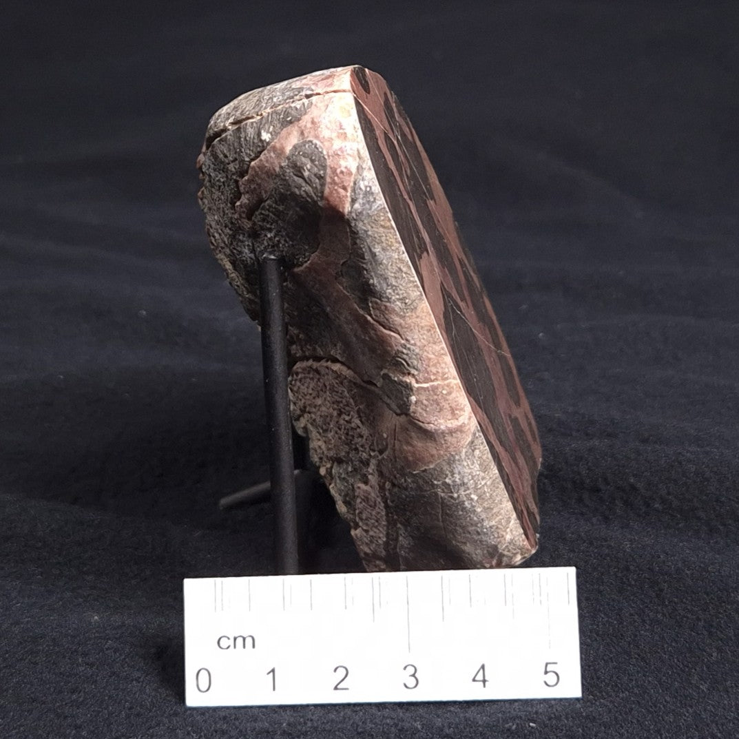 LINELLA AVIS STROMATOLITE, Proterozoic, Australia ZLA005