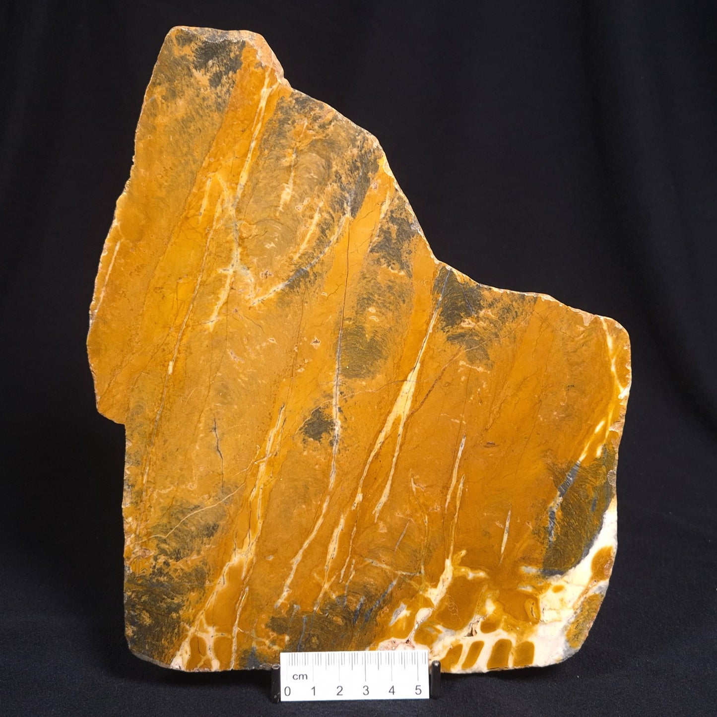 PILBARIA PERPLEXA STROMATOLITE, Australia ZPP001