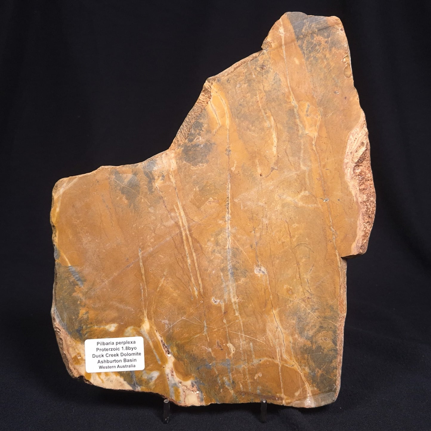 PILBARIA PERPLEXA STROMATOLITE, Australia ZPP001