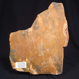 PILBARIA PERPLEXA STROMATOLITE, Australia ZPP001
