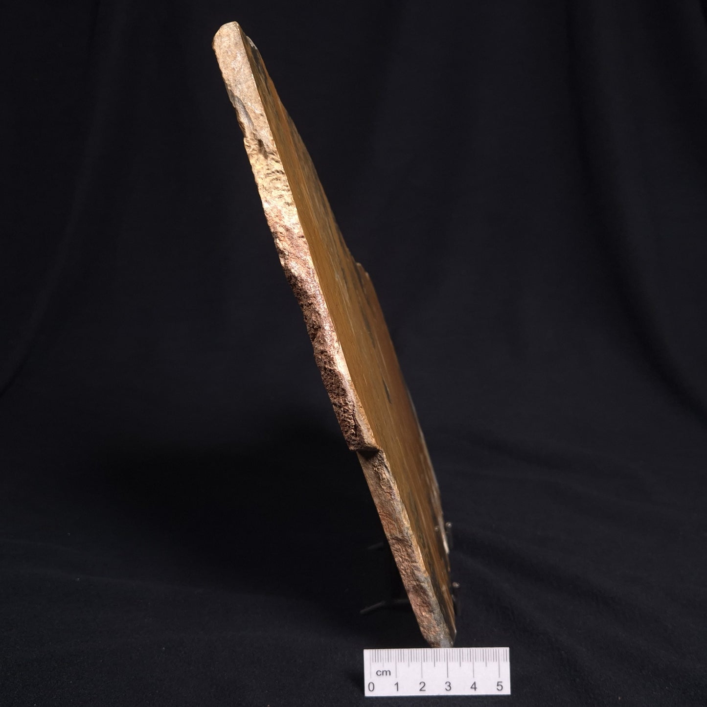 PILBARIA PERPLEXA STROMATOLITE, Australia ZPP001