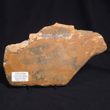 PILBARIA PERPLEXA STROMATOLITE, Australia ZPP002