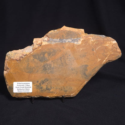 PILBARIA PERPLEXA STROMATOLITE, Australia ZPP002