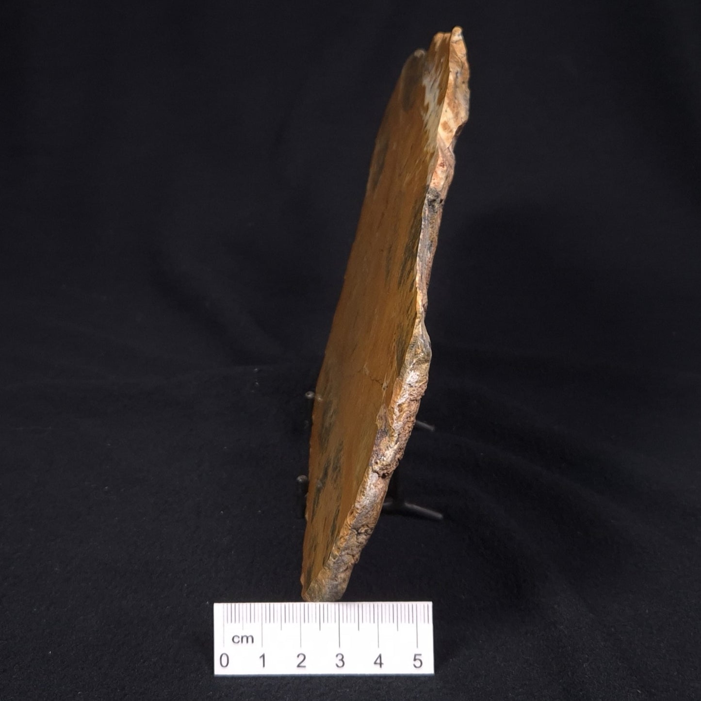 PILBARIA PERPLEXA STROMATOLITE, Australia ZPP002