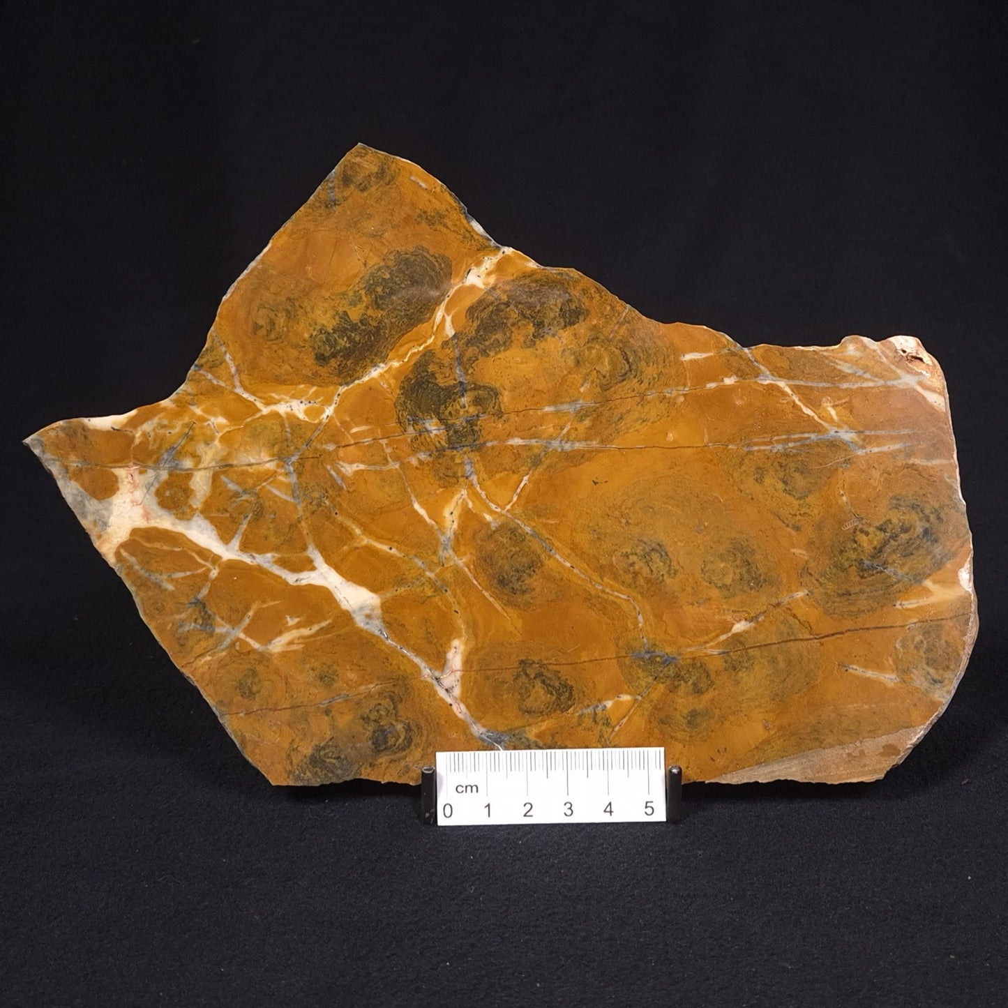PILBARIA PERPLEXA STROMATOLITE, Australia ZPP003