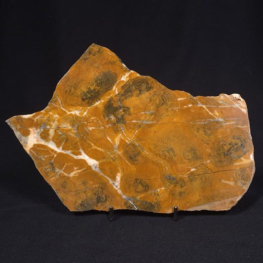 PILBARIA PERPLEXA STROMATOLITE, Australia ZPP003