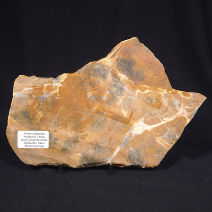 PILBARIA PERPLEXA STROMATOLITE, Australia ZPP003