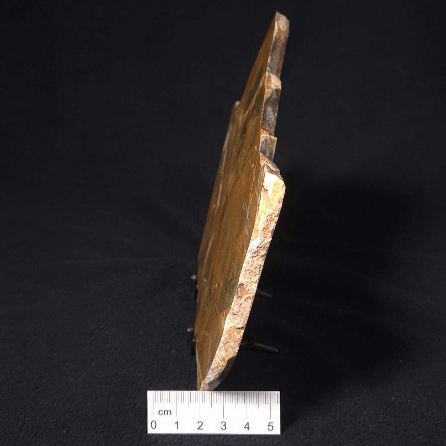PILBARIA PERPLEXA STROMATOLITE, Australia ZPP003