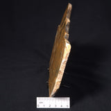 PILBARIA PERPLEXA STROMATOLITE, Australia ZPP003