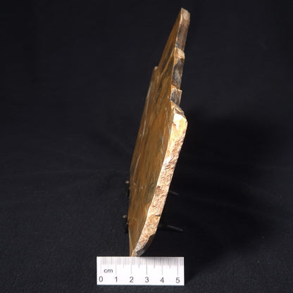 PILBARIA PERPLEXA STROMATOLITE, Australia ZPP003