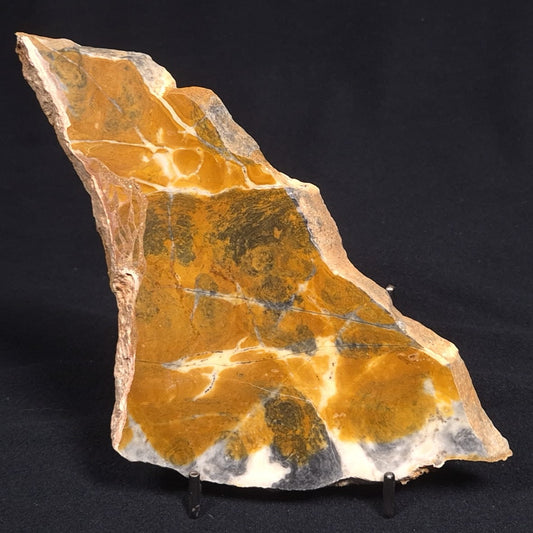 PILBARIA PERPLEXA STROMATOLITE, Australia ZPP004