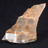 PILBARIA PERPLEXA STROMATOLITE, Australia ZPP004