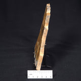PILBARIA PERPLEXA STROMATOLITE, Australia ZPP004