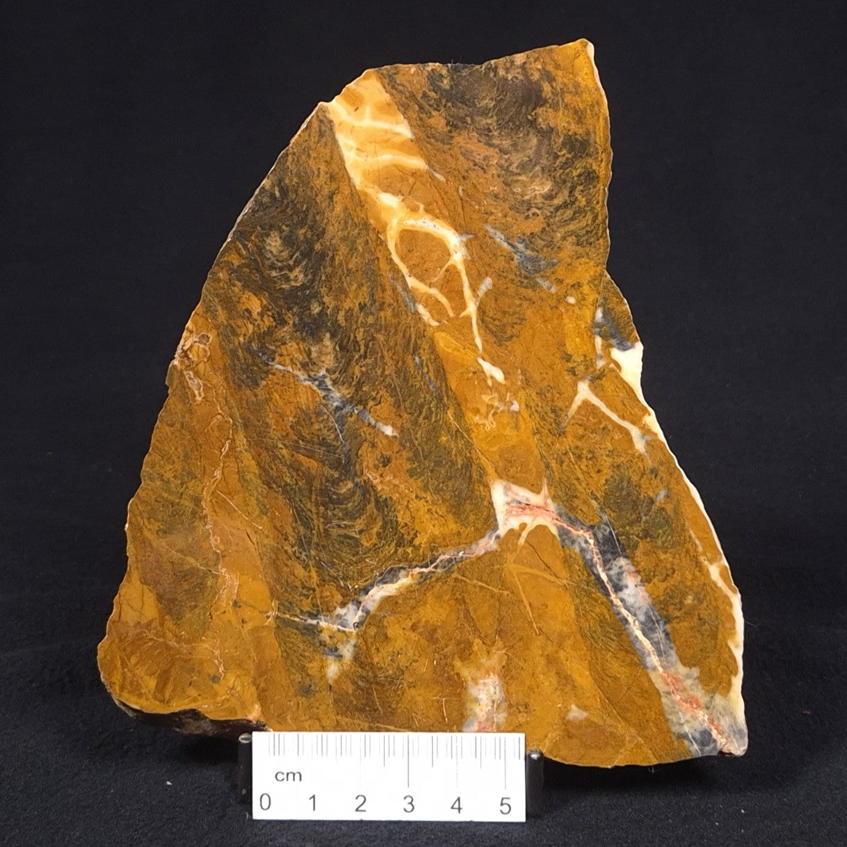 PILBARIA PERPLEXA STROMATOLITE, Australia ZPP005